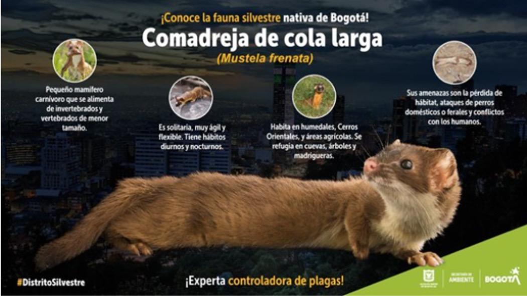 La autoridad ambiental hace un llamado a las personas que habitan y que transitan por el sector de El Virrey para que eviten la caza y muerte de animales silvestres. Imagen: SDA