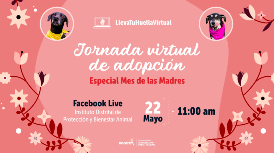 Conéctate a las 11:00 a.m. el día 22 de mayo al Facebook Live en la página oficial del IDPYBA. Imagen: Instituto de Protección Animal