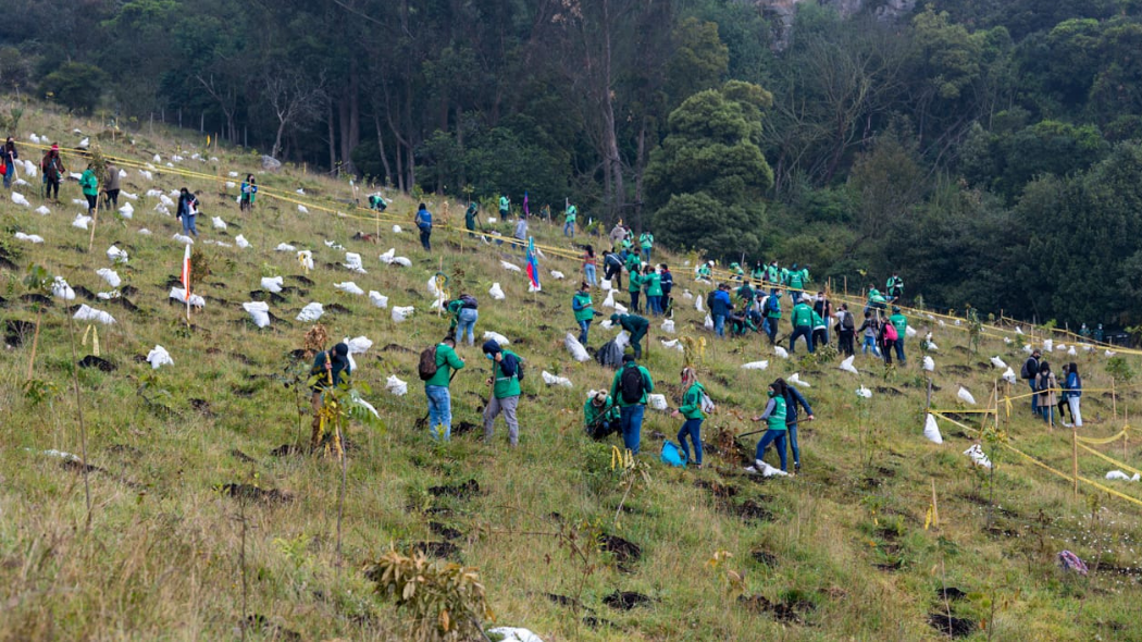 The planting of the new trees at Mochuelo Bajo village