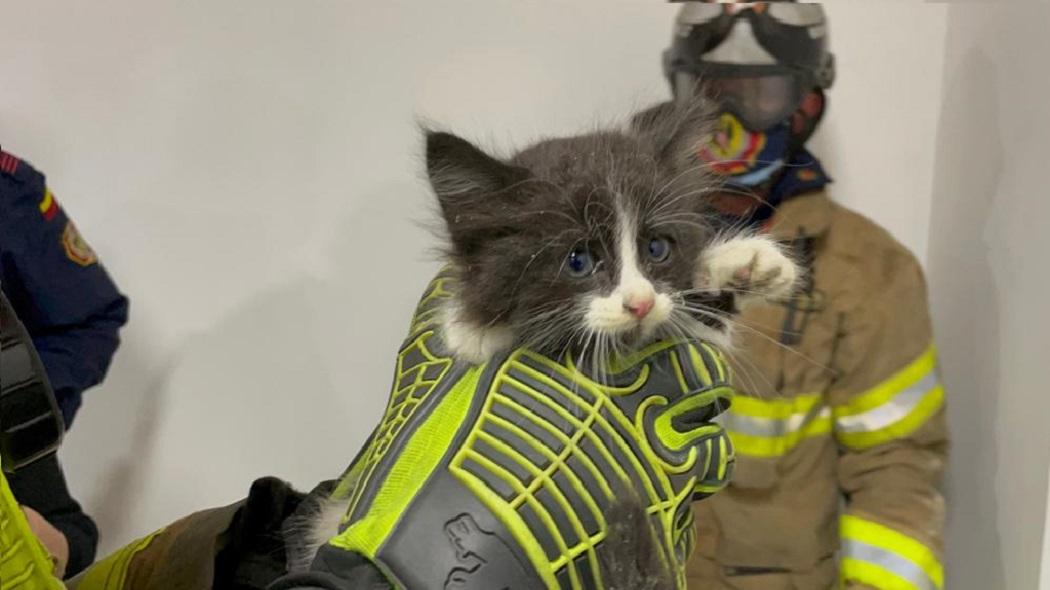 El gatico quedó en manos de una familia que lo pidió a los bomberos