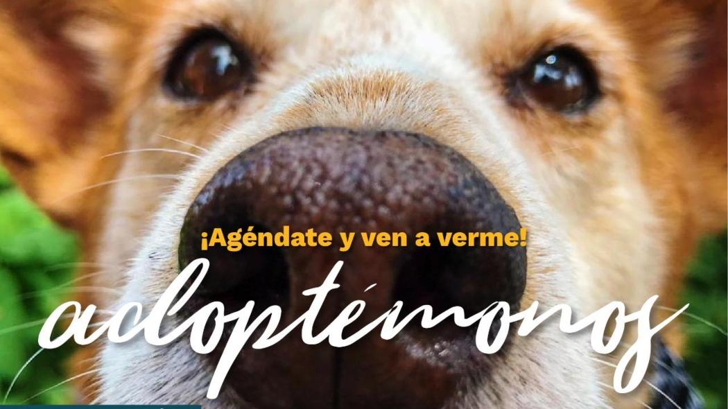 Banner adopción perros