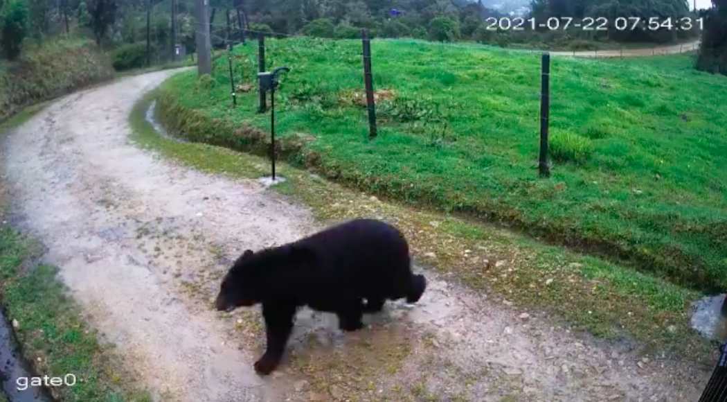 Cámaras grabaron el momento en que el oso de anteojos atraviesa un cerca. Foto: Secretaría de Ambiente