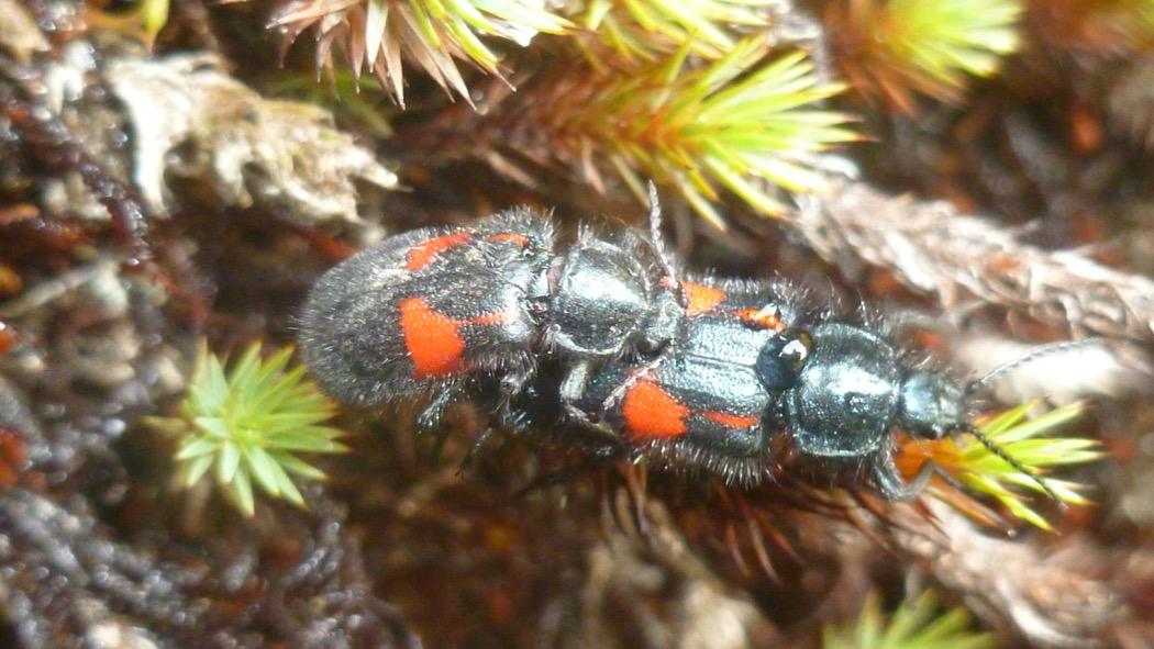 Pareja de escarabajos apareándose. Insectos polinizadores del orden Coleoptera. Foto: Archivo particular.