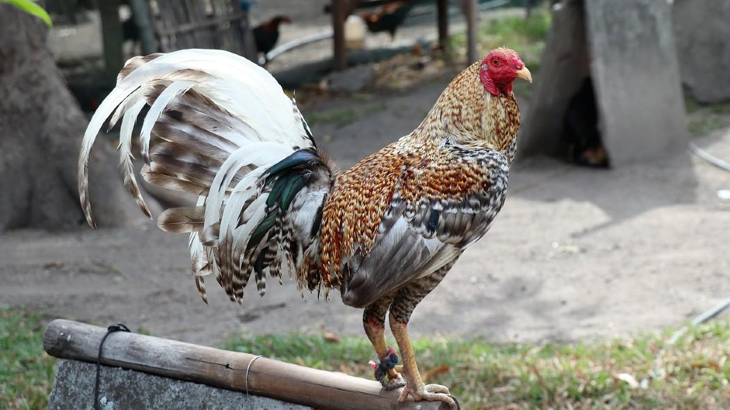 Peleas de gallos: Concejo de Bogotá pone freno al maltrato 