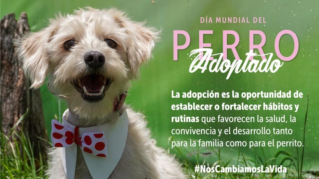 Día Mundial del Perro adoptado: jornada de adopción de perros, Bogotá