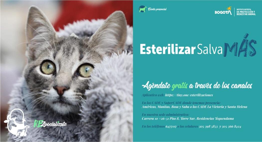 Recuerda que la esterilización es para perros y gatos que convivan en hogares de estratos 1, 2 y 3, y para animales de compañía en condición de calle. Pieza: IDPYBA
