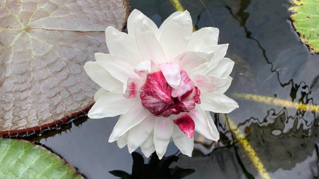 Flor de la Victoria amazónica del Jardín Botánico