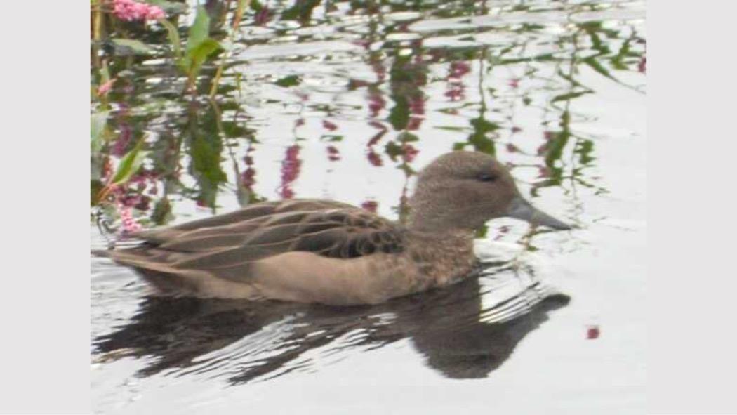 El pato andino es marrón oscuro, con los bordes de las plumas negros, la parte baja del cuello, pecho y vientre son más claros. El pico y patas son negras. Foto: Secretaría de Ambiente.