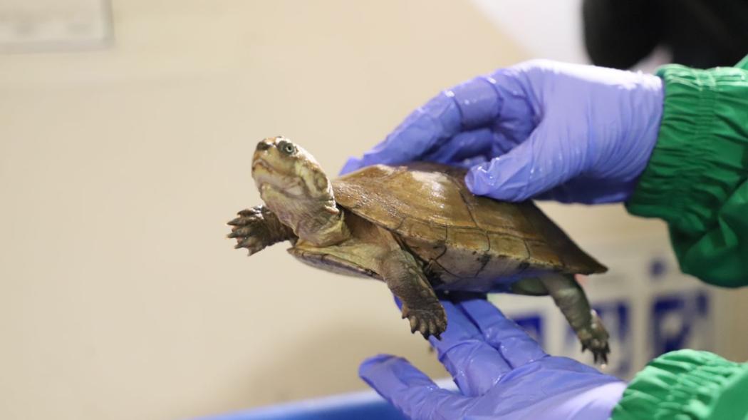 Las tres tortugas fueron remitidas al Centro de Atención y Valoración de Fauna Silvestre de la Secretaría de Ambiente. Foto: Secretaría Ambiente. 