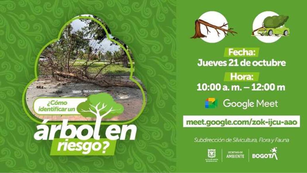 Aprende a identificar un árbol en riesgo de caer por las lluvias |  Bogota.gov.co