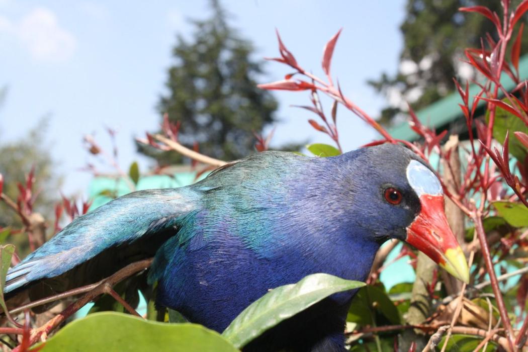 Temporada de aves migratorias: La tingua azul llega a Bogotá