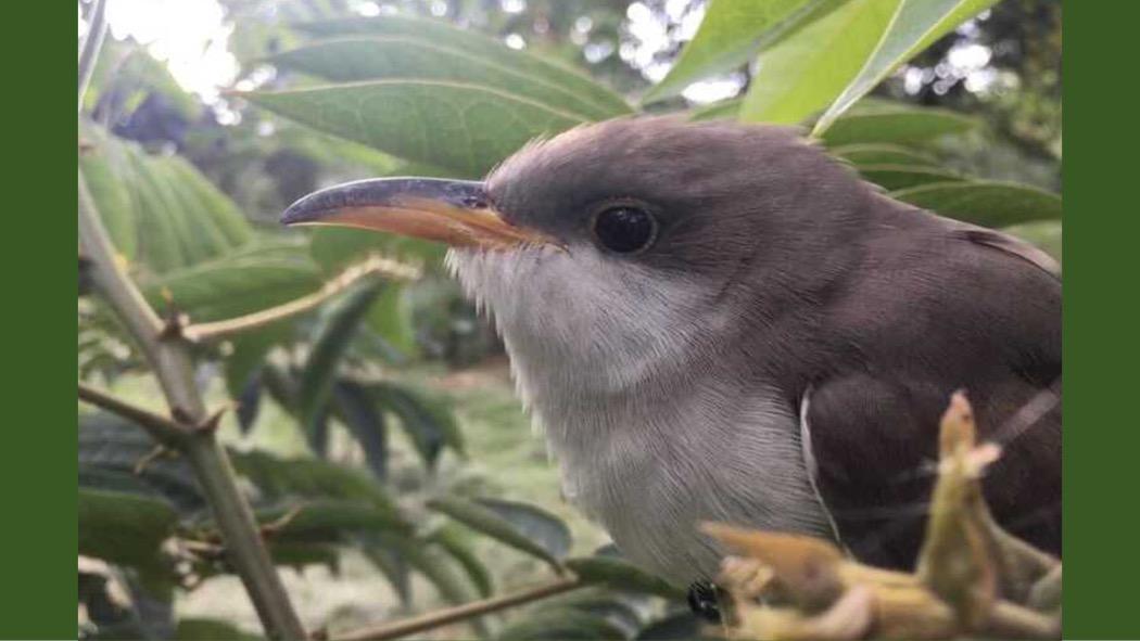 Cuco americano: Una ave migratoria que está llegando a Bogotá
