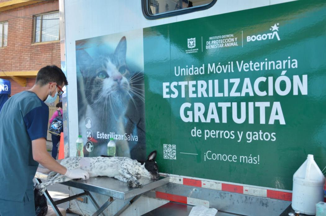 Turnos de esterilización de animales aún disponibles en Bogotá