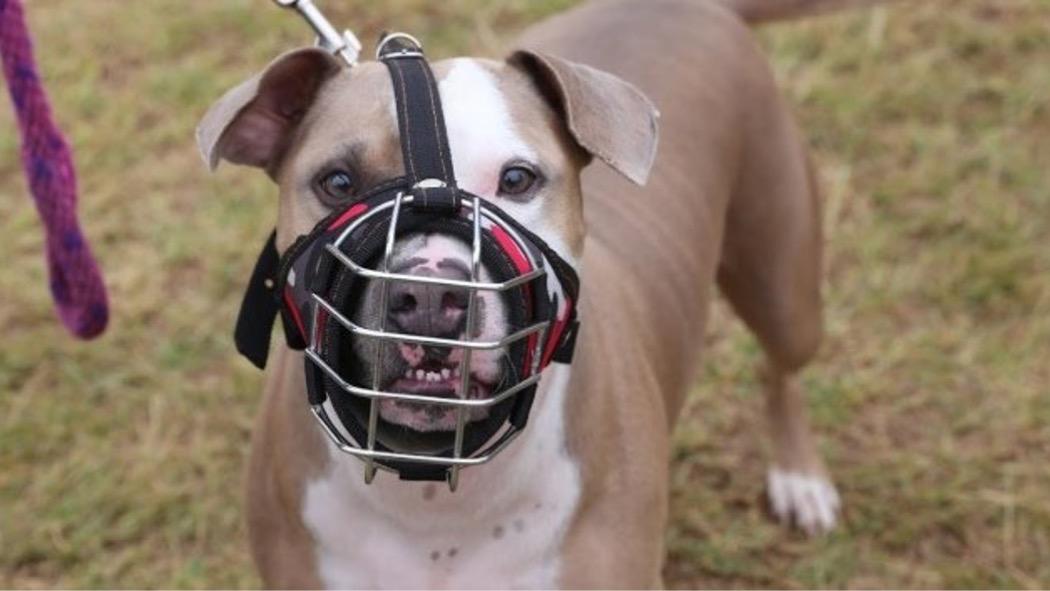 Bogotá: Cómo hacer registro obligatorio de perros de manejo especial 