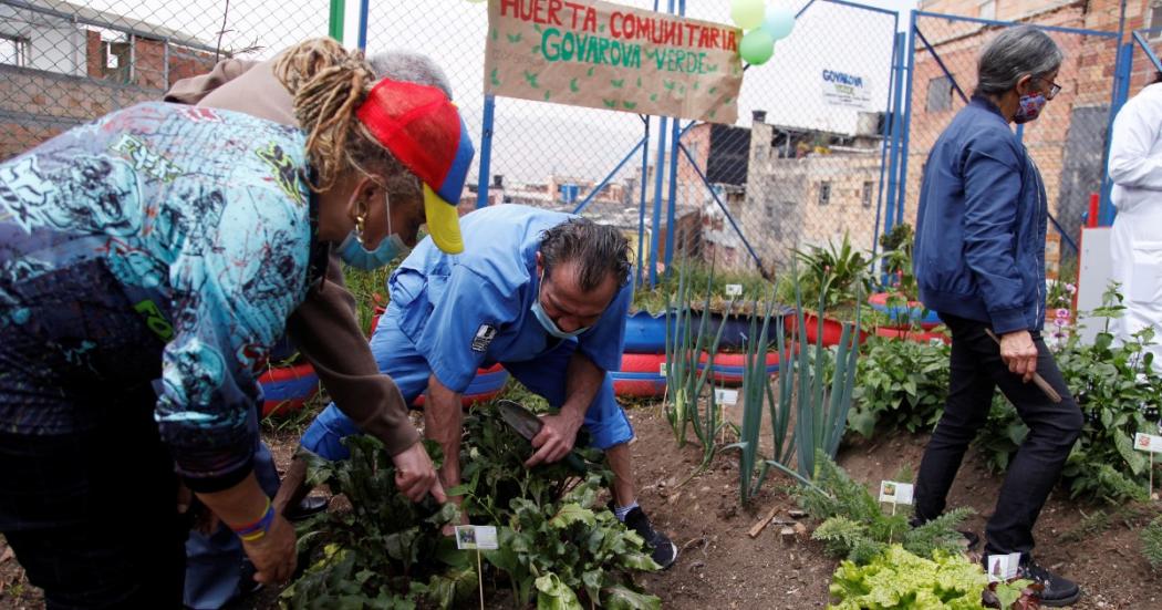 Huertas Comunitarias: una apuesta del Distrito para promover cultivos