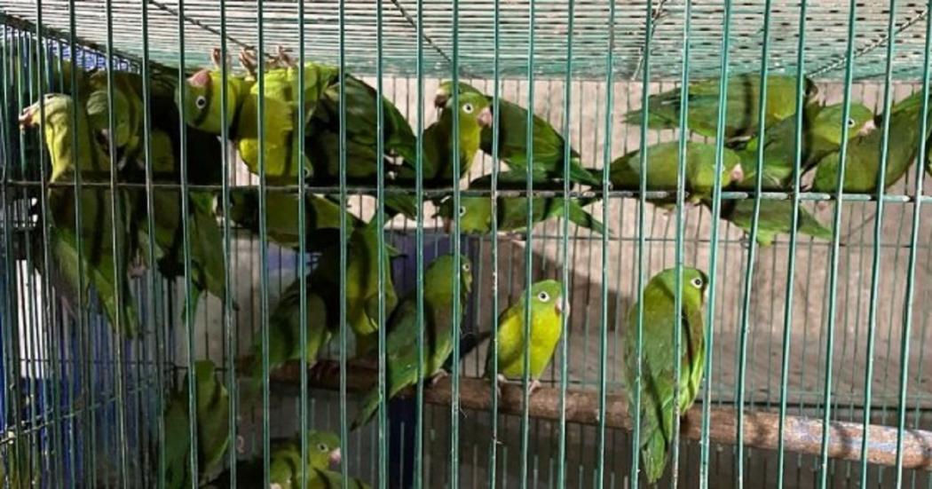 Distrito descubrió más 350 animales en cautiverio en San Cristóbal