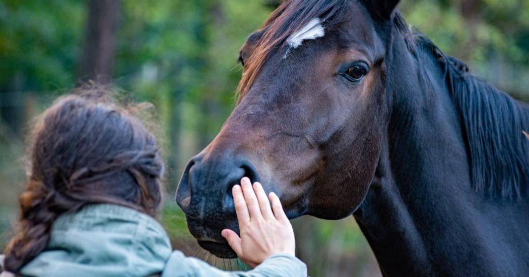 Inscripción gratis tratamiento con caballos personas con discapacidad 