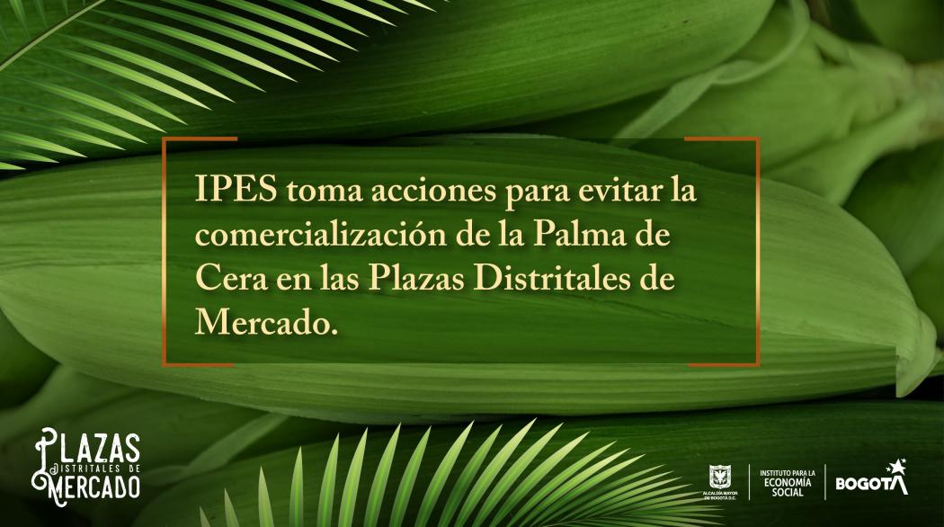 El IPES le dice NO a la comercialización de Palma de Cera 