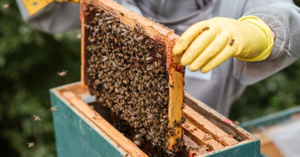 Convocatoria para Adopta un panal de abejas rescatadas en Bogotá 