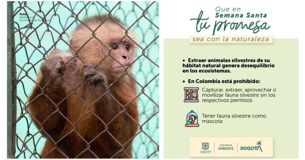 Semana Santa: Prohibido traer o consumir animales silvestres en Bogotá