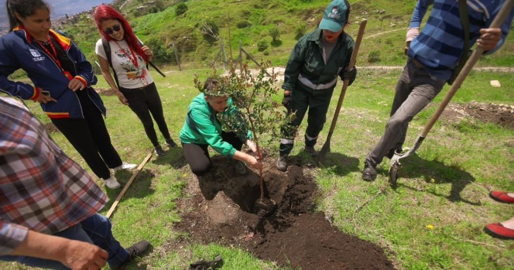 Día Mundial del Árbol: Gran jornada de plantación en 19 localidades