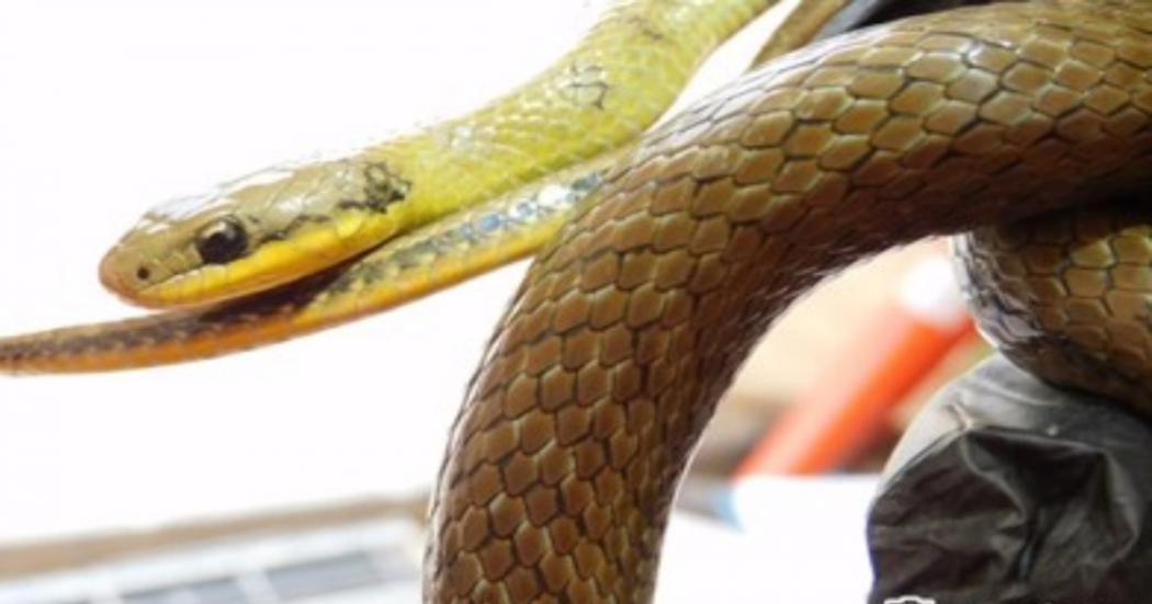Hallazgo de serpiente de pantano en patio taller del Metro de Bogotá