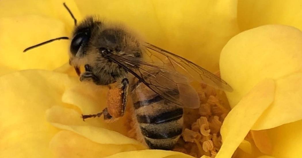 Conoce la primera clínica para panales de abejas rescatados en Bogotá
