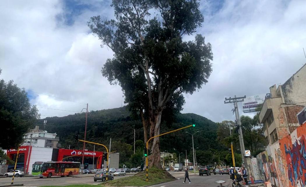 Secretaría de Ambiente intervendrá árbol eucalipto por riesgo. Usaquén