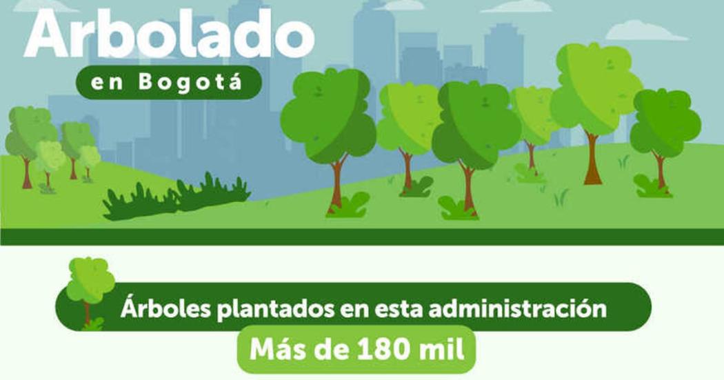 ¿En qué localidades de Bogotá se sembraron más árboles en 2021? 🌿
