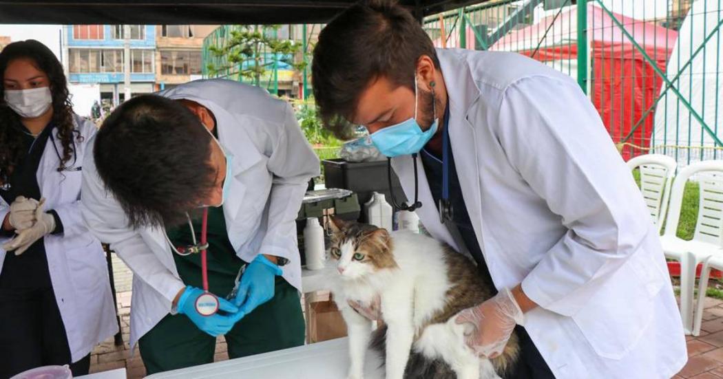 Puntos gratis vacunación contra la rabia perros y gatos San Cristobal