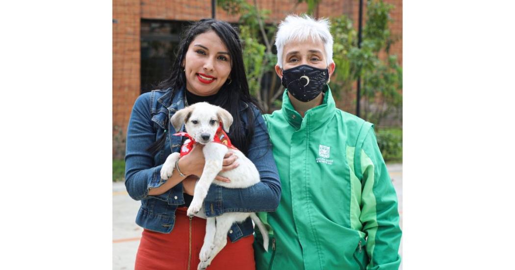 ¿Dónde se puede adoptar un perro pequeño en la ciudad de Bogotá? 