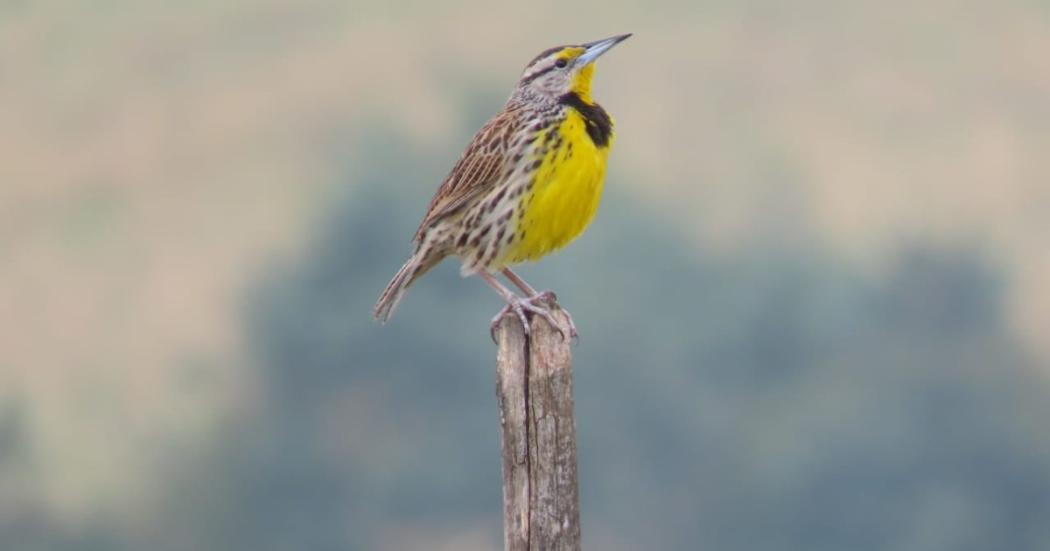 ¿Qué tipo de aves se pueden encontrar en la Reserva van der Hammen?