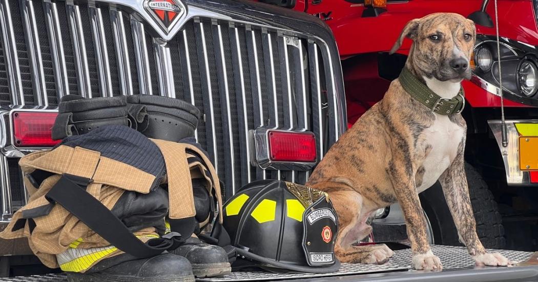 ‘Frailejón Ernesto Pérez’ el perro rescatado por los Bomberos Bogotá