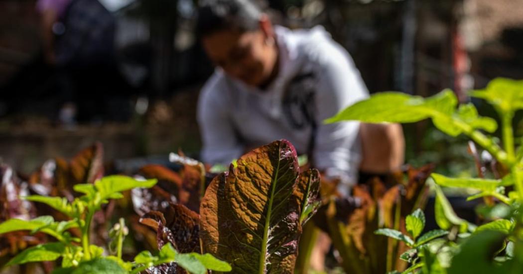¿Qué plantas se pueden sembrar en una huerta casera en Bogotá?