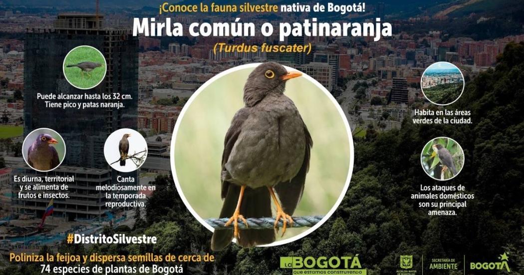 ¿Qué características tiene la mirla, un ave que habita en Bogotá?