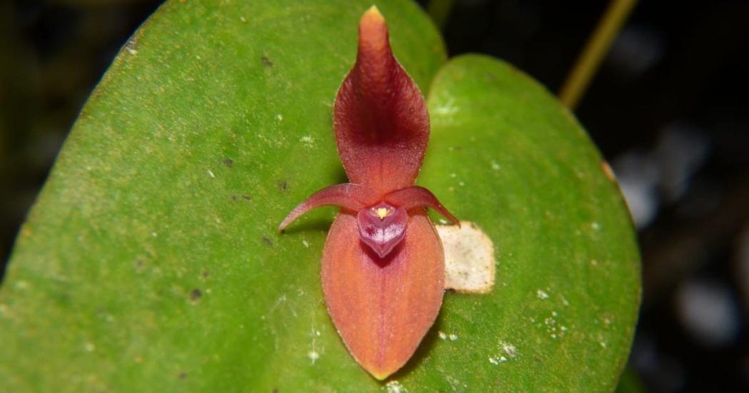 ¿Qué tipo de orquídeas se pueden encontrar en el Nevado del Ruíz?