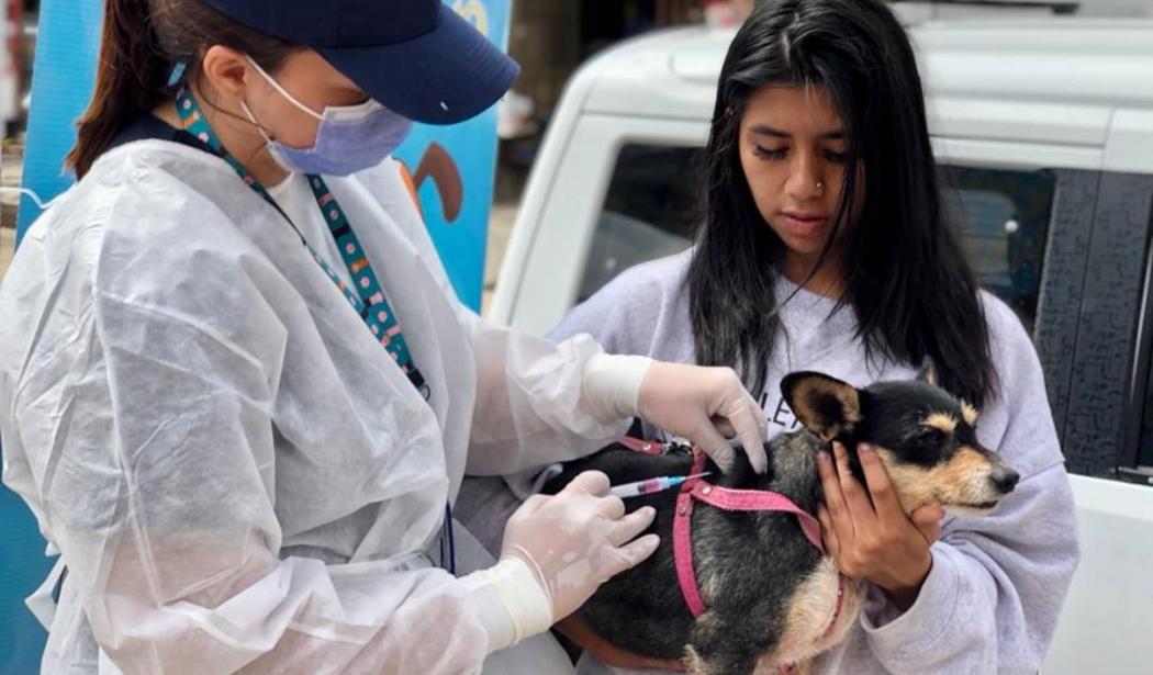 Vacunación gratuita para perros y gatos en Bogotá contra la rabia 