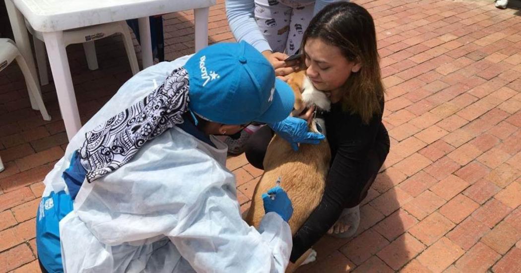 Puntos vacunación de mascotas contra la rabia en Bogotá. Julio 2022
