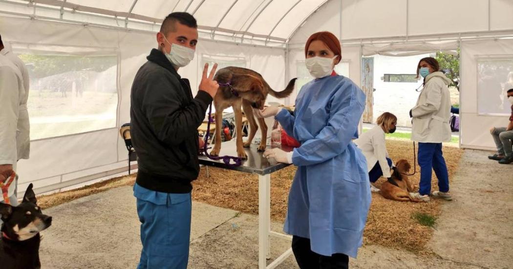 Vacunación contra la rabia a perros y gatos en Bogotá. Hoy 8 de julio