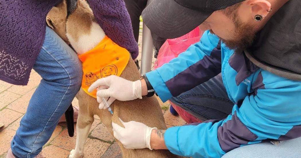 Recomendaciones para prevenir contagio de moquillo en perros en Bogotá