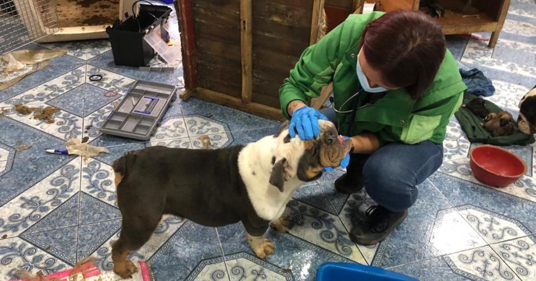 Distrito rescató 13 perros en malas condiciones en Ciudad Bolívar