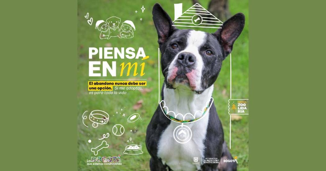 Distrito lanza campaña para el cuidado de animales en navidad Bogotá