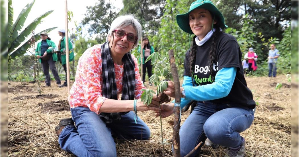 Distrito ha plantado más de 740 árboles en diciembre por todo Bogotá 