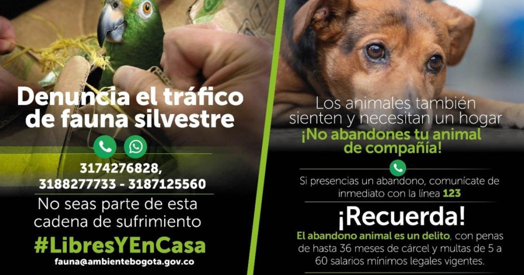 Bogotá y Cundinamarca unidos por el cuidado de los animales en Navidad