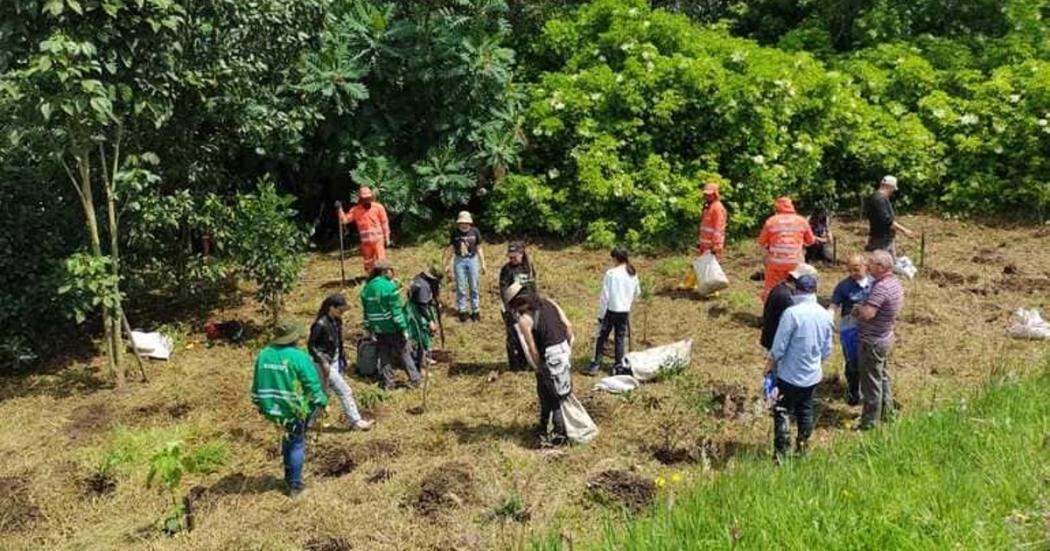 Alcaldía de Bogotá plantó más de 150 árboles en el humedal La Conejera