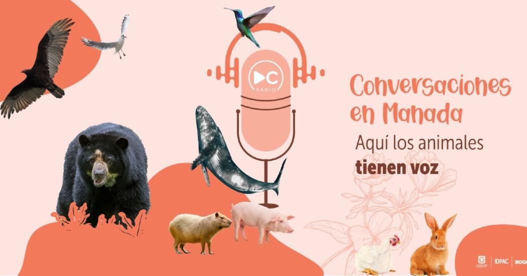Podcast para escuchar en DC Radio y conocer más de la Bogotá 2023