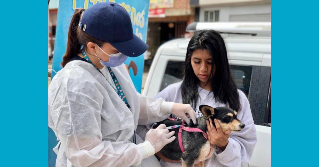 Dónde vacunar gratis contra la rabia a mi perro o gato en Bogotá 2023