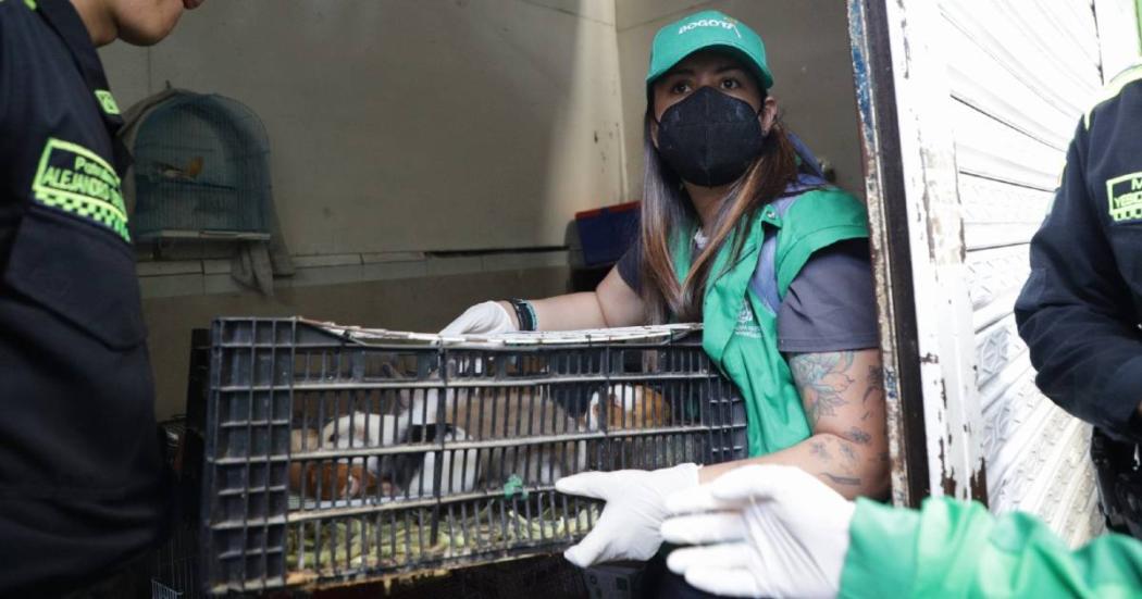 Rescate de 170 animales en la localidad de Antonio Nariño en operativo
