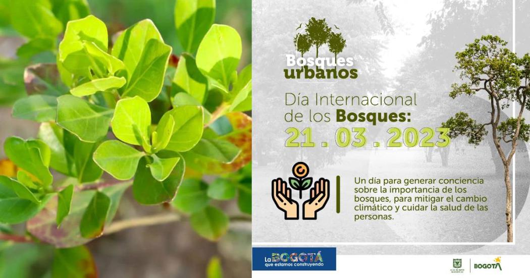 Por qué se celebra el Día Internacional de los Bosques en Bogotá 2023 