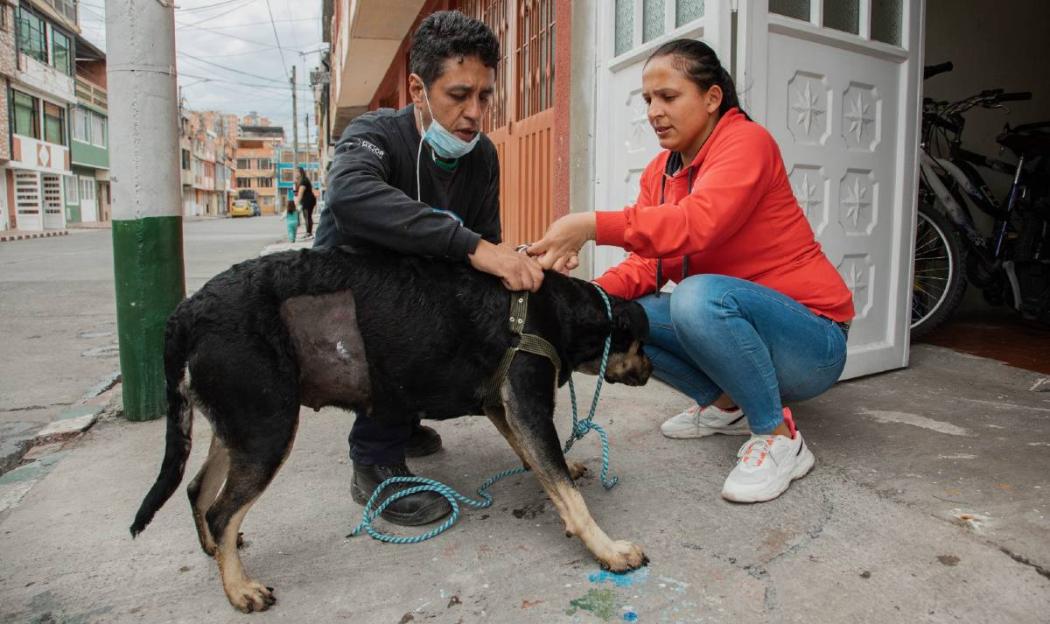 Captura, esterilización y liberación de animales que habitan en calle